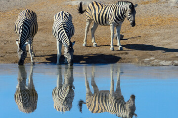 Fototapeta na wymiar A herd of zebra comes to a watering hole - Etosha, Namibia