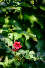 Obraz na płótnie Canvas Red tubular flowers on the plant.