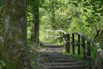 Stairway to heaven. A forest path with a wooden railing leads up the mountain. There are old trees on the shady path.