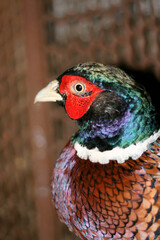 Close-up of a pheasant bird close up