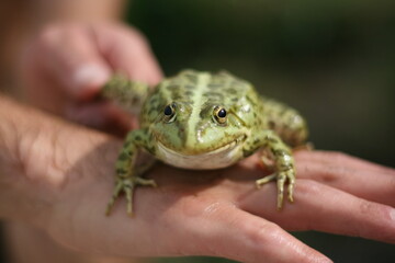 Green frog in hand. Close-up, blurred background