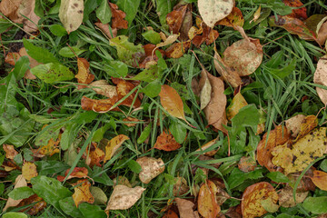 autumn, texture of grass and leaves