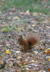 Naklejka na ściany i meble Squirrel eating at the forest floor