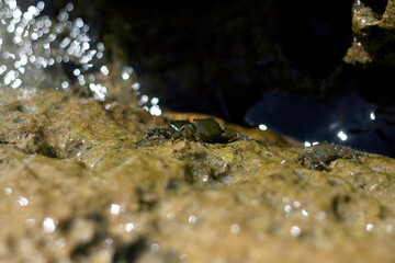 Crabs crawled out of the water on the stone at night seeing the light from the lantern