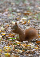 Squirrel eating acorn on forest floor