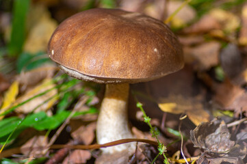 Leccinum aurantias close up in the autumn carpathian forest
