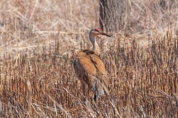 Crane Wandering a Wetland