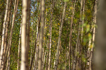 Birch forest in an autumn day in the carpathians