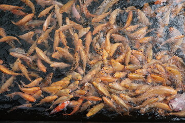 gold fishes in water together so many