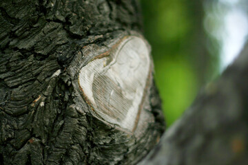 The cut branch from the tree was healed in the shape of a heart. Don't kill nature concept