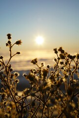 Obraz premium flowers against sunrise sky 