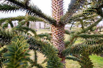 Pineapple Christmas tree in park