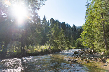 Stream in Koscieliska Valley in Tatra Mountains, Dolina Kościeliska in sunny morning, river in mountains 