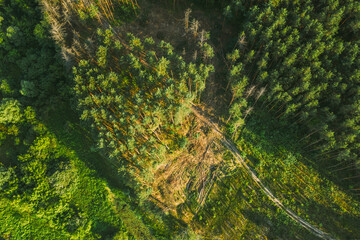 Aerial View Green Forest Deforestation Area Landscape. Top View Of Fallen Pine Woods Trunks And Growing Forest. European Nature From High Attitude In Summer Season. Drone View. Bird's Eye View