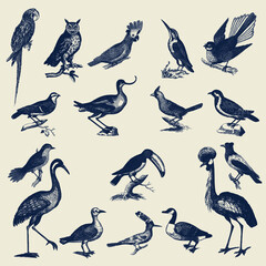 Vintage collection of birds and feathers