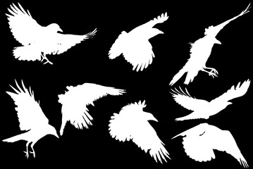 set of eight crow silhouettes isolated on black