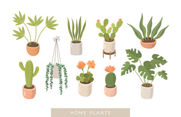 House plants vector illustration set. Cute home flowers, cactus, geranium, monstera in pots.
