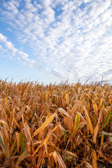 Midwest Corn Field