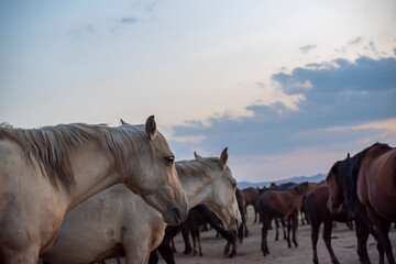 Wild horses run in foggy at sunset. Between Cappadocia and Kayseri, Turkey