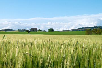 Landscapes of Marche , Italy: countryside.