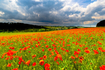 Poppy Field in the heart of germany Thuringia, sun is coming up and gives the poppy a sparkling touch, Weckersdorf, Thuringia