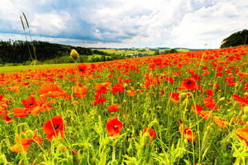 Poppy Field in the heart of germany Thuringia, sun is coming up and gives the poppy a sparkling touch, Weckersdorf, Thuringia