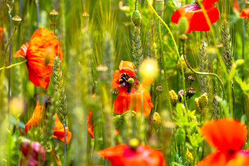 Poppy Field in the heart of germany Thuringia, bees and bumblebee, sun is coming up and gives the...