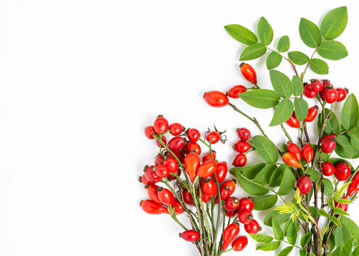 Dog rose Rosehips, types Rosa canina hips herbal Medicinal plants herbs composition isolated on white