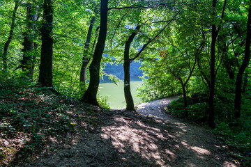 Deep forest, Fruska gora, Serbia
