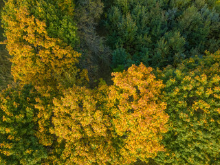 Drone view of colorful autumn trees in the forest. Beautiful autumn forest top view
