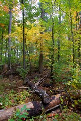 A lovely forest in the fall season