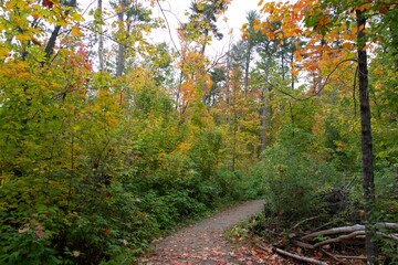 A lovely forest in the fall season
