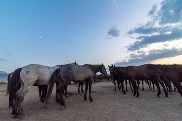 Wild horses run in foggy at sunset. Between Cappadocia and Kayseri, Turkey