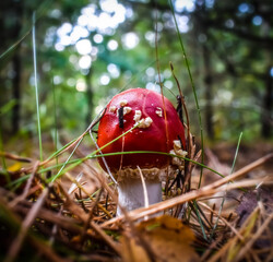 Mushrooms in the forest © luki