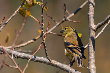 American Goldfinch Perched in tree in late fall