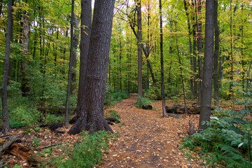A lovely forest in the fall season