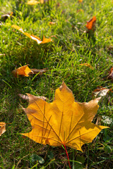 Yellow maple leaf shining with sunlight on green lawn grass. Autumn background texture