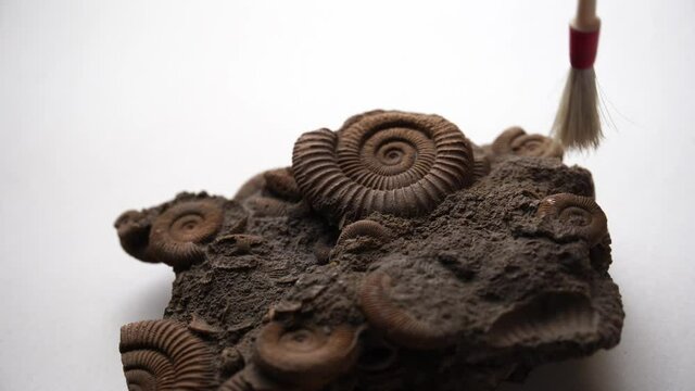 cleaning of a group of ammonites and trilobites. fossils from the Jurassic period