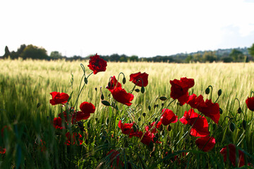 Obraz premium Landscapes of Marche , Italy: countryside.