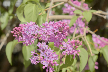 Flowering lilac tree in garden on spring day