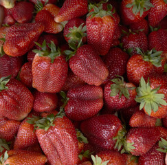 lots of strawberries and red ripe berries