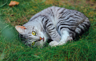 Beautiful tabby cat on the grass