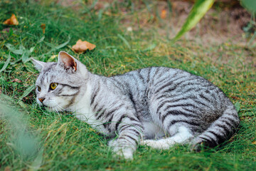 Beautiful tabby cat on the grass