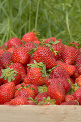 strawberry berry close-up on the background of nature