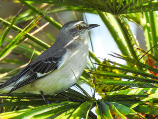 Northern mockingbird in a backyard tree in Cocoa, Florida