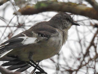 Northern mockingbird in a backyard tree in Cocoa, Florida