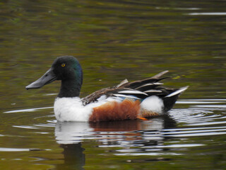 Male northern shoveler on Merritt Island, Florida