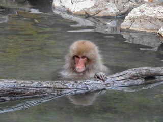 Japanese snow monkey soaking in a hot spring