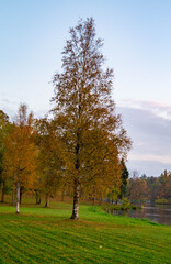 autumn in the park
