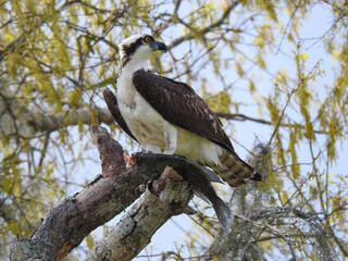 Osprey feeding on a fish in Florida